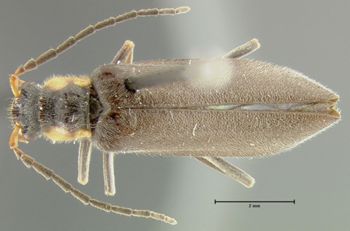 Media type: image;   Entomology 24187 Aspect: habitus dorsal view